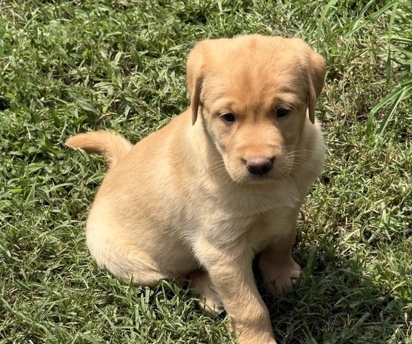 Medium Photo #7 Labrador Retriever Puppy For Sale in SPOTSYLVANIA, VA, USA