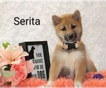 Puppy Serita Shiba Inu