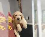 Small Golden Retriever