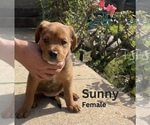 Puppy Sunny American Staffordshire Terrier-Siberian Husky Mix
