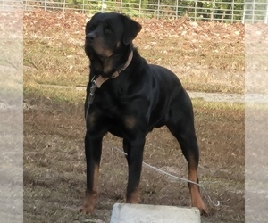 Father of the Rottweiler puppies born on 05/28/2026