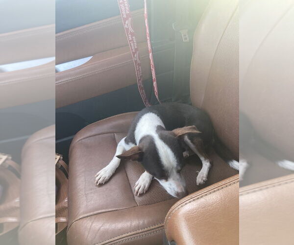 Medium Photo #2 Rat-Cha Puppy For Sale in Aurora, IN, USA