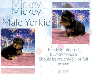 Yorkshire Terrier Puppy for sale in AZLE, TX, USA