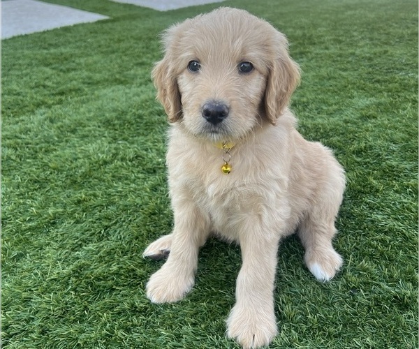 Medium Photo #15 Goldendoodle Puppy For Sale in PHOENIX, AZ, USA