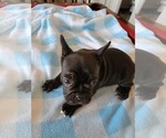 Small Photo #1 French Bulldog Puppy For Sale in MCDONOUGH, GA, USA