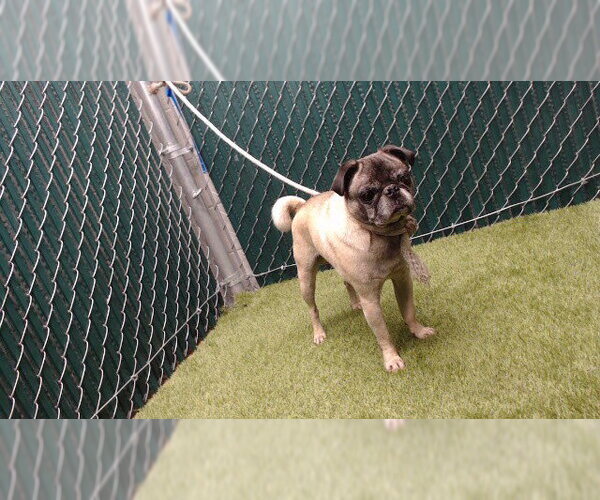Medium Photo #1 Pug Puppy For Sale in Downey, CA, USA