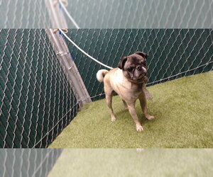 Pug Dogs for adoption in Downey, CA, USA