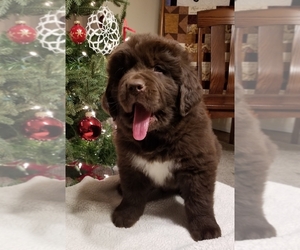Newfoundland Puppy for sale in GREENVILLE, PA, USA