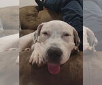 Small #1 American Bulldog Mix