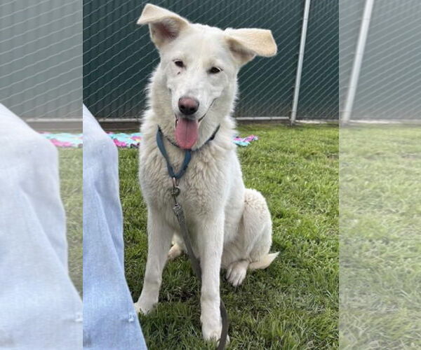 Medium Photo #1 Retriever -Unknown Mix Puppy For Sale in Newport Beach, CA, USA