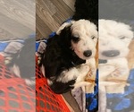 Small Photo #17 Sheepadoodle Puppy For Sale in CONROE, TX, USA