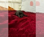 Puppy Sophie Labradoodle