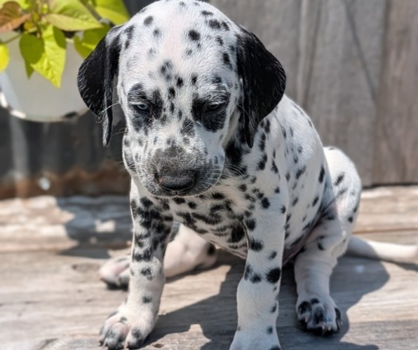 Medium Photo #20 Dalmatian Puppy For Sale in GOSHEN, IN, USA