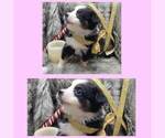 Puppy Black Tri Girl Miniature Australian Shepherd