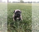 Small Photo #8 French Bulldog Puppy For Sale in CHARLESTON, IL, USA