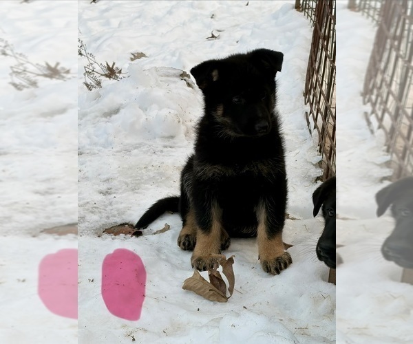 Medium Photo #12 German Shepherd Dog Puppy For Sale in BEARDSTOWN, IL, USA