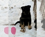 Small #11 German Shepherd Dog
