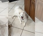 Small #2 Samoyed Mix