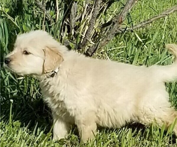 Medium Photo #1 Golden Retriever Puppy For Sale in TWIN FALLS, ID, USA