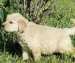 Small Photo #1 Golden Retriever Puppy For Sale in TWIN FALLS, ID, USA