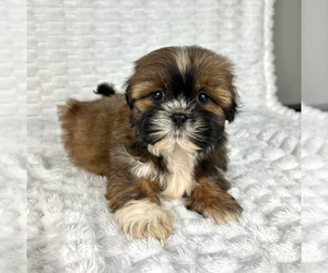 Shih Tzu Puppy for sale in FRANKLIN, IN, USA
