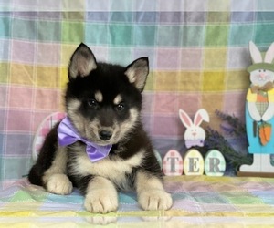 Siberian Husky Puppy for sale in LANCASTER, PA, USA