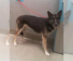 German Shepherd Dog-Unknown Mix Dogs for adoption in Las Vegas, NV, USA
