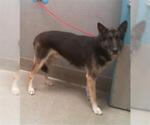 Small German Shepherd Dog Mix