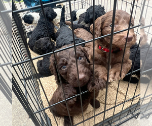 Goldendoodle Puppy for sale in DESTIN, FL, USA