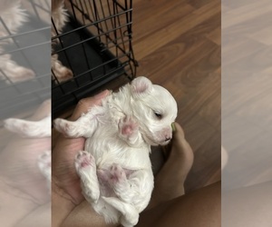 Maltese Puppy for sale in TERRY, MS, USA