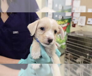 Mutt Dogs for adoption in Riverside, CA, USA