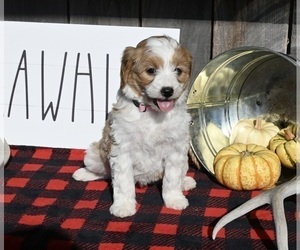 Goldendoodle (Miniature) Puppy for sale in MILLERSBURG, OH, USA