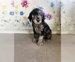 Medium Golden Mountain Doodle