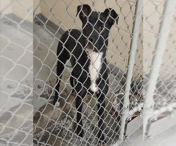 Medium Photo #1 Labrador Retriever-Unknown Mix Puppy For Sale in Anchorage, AK, USA