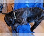Small Photo #7 Cane Corso Puppy For Sale in INDIANAPOLIS, IN, USA
