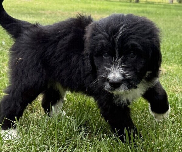 Medium Photo #3 Bernedoodle Puppy For Sale in SPRINGFIELD, OH, USA
