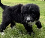 Small #2 Bernedoodle