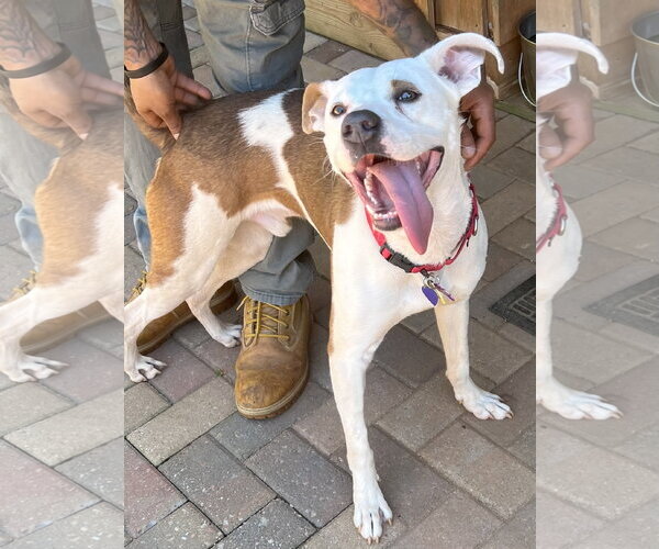 Medium Photo #16 Mutt Puppy For Sale in Atlanta, GA, USA