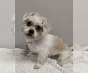 Shih Tzu Dogs for adoption in St. Louis Park, MN, USA