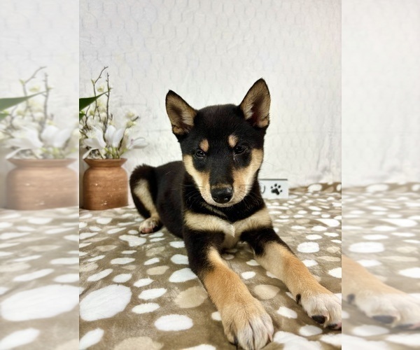 Medium Photo #3 Shiba Inu Puppy For Sale in INDIANAPOLIS, IN, USA