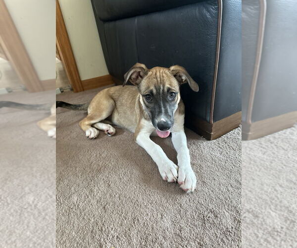 Medium Photo #9 Labbe Puppy For Sale in Brewster, NY, USA