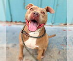 Small #1 American Pit Bull Terrier