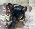 Small #1 French Bulldog