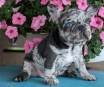 Puppy Ivy French Bulldog
