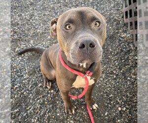 American Staffordshire Terrier-Unknown Mix Dogs for adoption in Palmetto, FL, USA