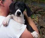 Puppy CKC Maribelle Great Dane