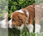 Small #2 Australian Shepherd-Saint Bernard Mix