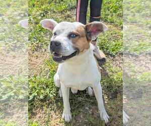 Oakley - Male Staffordshire Bull Terrier-Unknown Mix Dog for Adoption - Photo #4