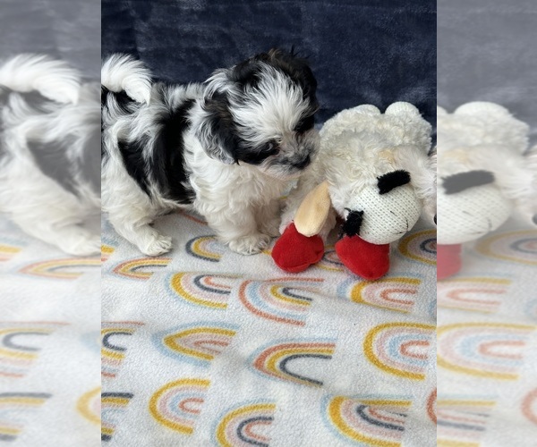 Medium Photo #8 Zuchon Puppy For Sale in SILEX, MO, USA