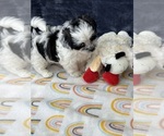 Small Photo #8 Zuchon Puppy For Sale in SILEX, MO, USA